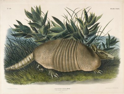 Nine-Banded Armadillo (Dasypus Peba) by John Woodhouse Audubon